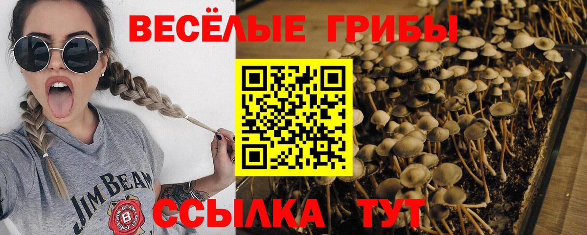 Псилоцибиновые грибы GOLDEN TEACHER  даркнет сайт  Новоуральск  Вход с VPN  Псилоцибиновые грибы MAGIC MUSHROOMS 
